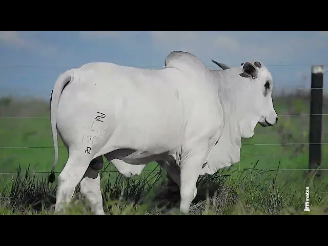 Garrote Nelore GLMP - 1763