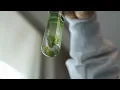 The Water School Blue-Green Algae