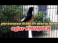 9 Perawatan HARIAN  murai agar fighter