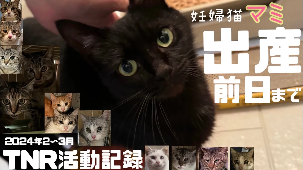 [妊婦猫保護]美しい黒猫マミ、お腹に６匹の赤ちゃん！出産前日までの様子と[TNR活動]2024年2〜3月の記録。