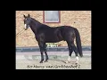 No mercy van Grobbenhof Z 3y old Stallion by Non-stop