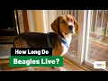 How Long Do Beagles Live Beagle Life Expectancy
