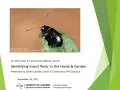 Identifying Insect Pests in the Home and Garden