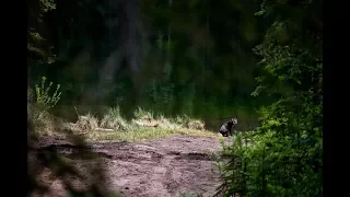 Cute Campsite Visitor – Pushing North 99