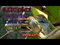 Suara pikat prenjak ribut kombinasi mantapp!!