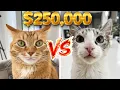 I Entered My Cats in a 250 000 Competition