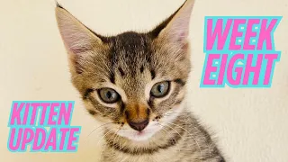 Newborn Kitten Development - Week 8 What to Expect in Your Kitten s First Days