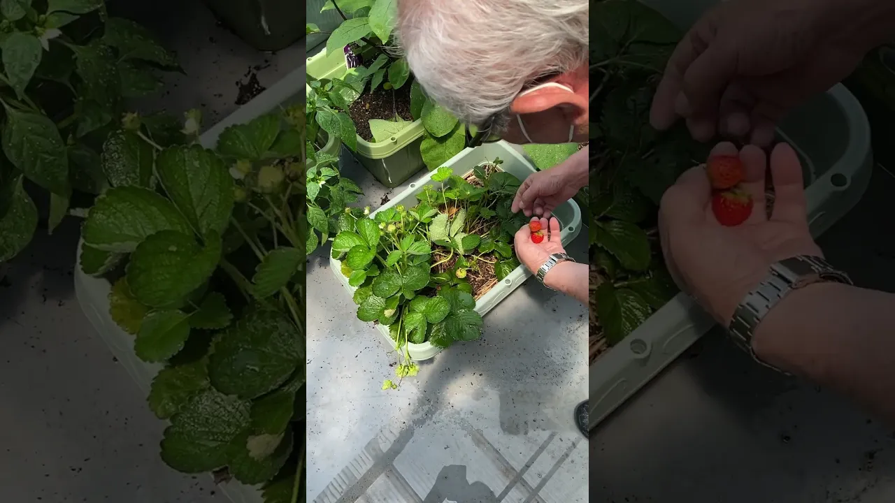 [For Seniors] Gardening activities that add enjoyment to daily life: from sowing seeds and watering to viewing and harvesting