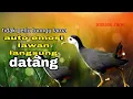 Download Lagu suara pikat burung ruak ruak gacor mp3 || lawan langsurng berdatangan#birdtrap