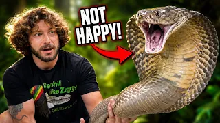 My King Cobra Was NOT Happy Today!