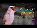 Download Lagu Pancingan trucukan gacor ropel subuh pasti jadi bunyi sahut sahutan