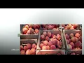 Field to Plate - Virginia Peaches