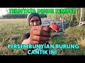 Download Lagu MIKAT BURUNG STROBERI FICK, DI PERKEBUNAN TEBU