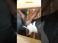 Download Lagu Obat gudik paling manjur untuk kambing