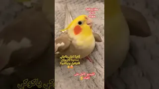 أغنية كوكي يا كوكي لطيور الكوكتيل سمعوها لطيوركم هيقلدوها طائر الكوكتيل طيور الحب طيور الجنة 