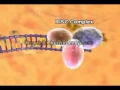Download Lagu siRNA Pathway.flv