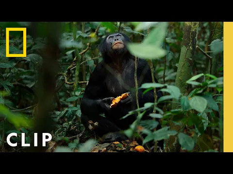 Download MP3 Bonobos Hunt Down Colobus Monkeys | Queens | National Geographic