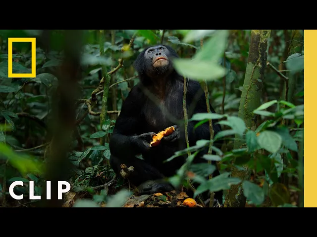 Download MP3 Bonobos Hunt Down Colobus Monkeys | Queens | National Geographic