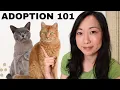 The Cat Adoption Process What You Should Know