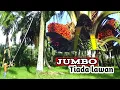 besarnya luar biasa sawit jumbo 50 kaki