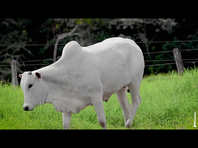 Novilha Nelore GNRN - 43