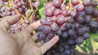 Стоит ли сажать Тимко? Честный отзыв после первого года