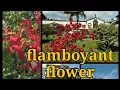 Download Lagu 🇸🇷Suriname:Flamboyant tree-Royal poinciana🌸🇸🇷
