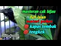 Download Lagu pancingan cucak ijo full tembakan TENGKEK DAN KAPAS TEMBAK speed rapat ampuh bikin jamtrok