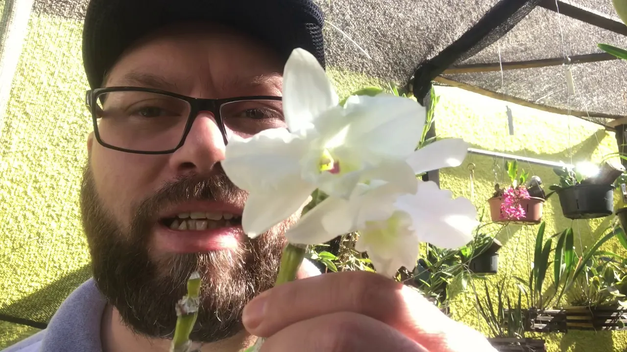 CULTIVO DE DENDROBIUM THYRSINFLORUM E ORQUÍDEAS EM TELHAS TRANSPARENTES