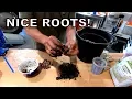 Growing Oaks from Acorns