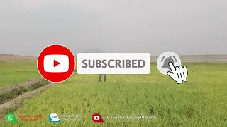 Thế Nhân || Bất Ngờ Trước Sự Hồi Sinh Mạnh Mẽ Của Cánh Đồng Lúa Ngủ Đông Khi Thời Tiết Đang Ấm Lên .