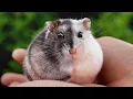 I Have EVERY Winter White Hamster Colour Now