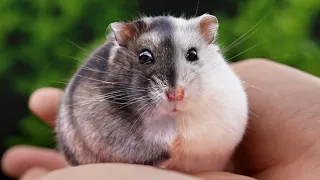 I Have EVERY Winter White Hamster Colour Now