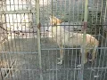 Beograd, Beo zoo vrt, vukovi zavijaju