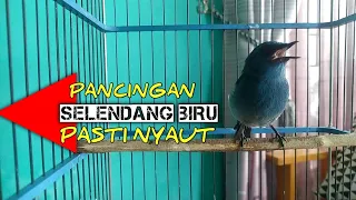 pancingan terbaik selendang biru jamin langsung nyaut