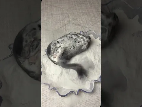 Did you know chinchillas dance while they dust? 😶‍🌫️ 💃🏽 #chinchilla #dust #bath