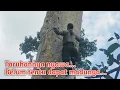 Download Lagu Eps. 518 || Perjuangan Berat Panen Madu Lebah Hutan Sumatera