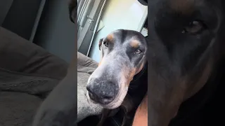 #fyp #dream #pets #doberman #vlog