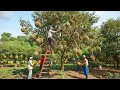 Lagu Inside a Giant Durian Plantation: The Stunning Full Process From Bare Soil to the King of Fruits