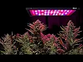 Cannabis Watch-list for the year of 2021 GWPH CURLF VFF TLRY PLNHF CRON CGC GREG GTBIF many more