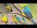 Orange-breasted Bunting is a strikingly colorful bird found primarily in parts of Central