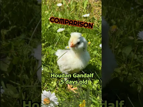 Gandalf from chick age to crowing rooster - Rare white Houdan bantam chicken - a heritage breed