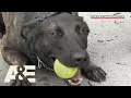Live PD Running Drills with K9 Flex Season 2 A E