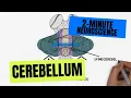 2-Minute Neuroscience Cerebellum