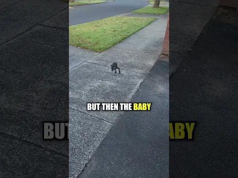 Kangaroo fell out of its mothers pocket