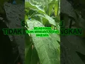 Download Lagu KER JAR DUNIA PASTI DAPAT