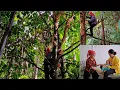 Download Lagu 80-Year-Old Blind Woman Picks Red Rambai Berries in the Forest to Sell, Difficult Days Alone