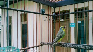  mozambik gacor ngerol panjang cocok buat pancingan dan masteran 