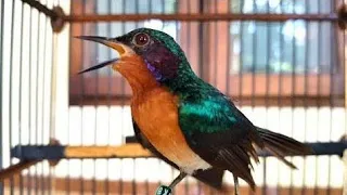 Download Burung kolibri muncang alias kolmun kolibri wulung gacor MP3