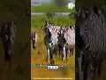 Download Lagu Nasib Tragis Zebra Hamil: Kenyataan Keras Alam #shorts #viralvideo
